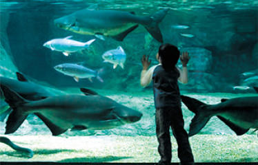 世界淡水魚園水族館 アクア・トト ぎふ