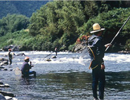 画像：長良川のアユの友釣り